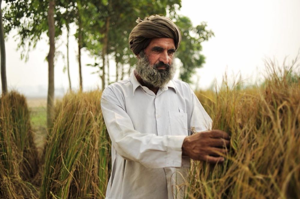A farmer at work in Punjab, India