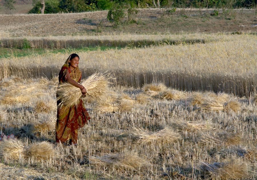 A woman harvesting wheat in Raisen district, Madhya Pradesh